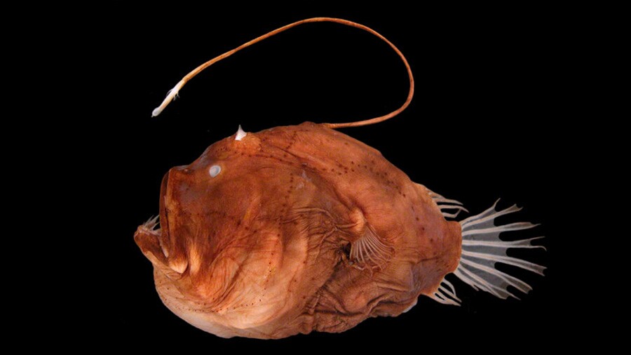 study reveals how anglerfish light up the deep