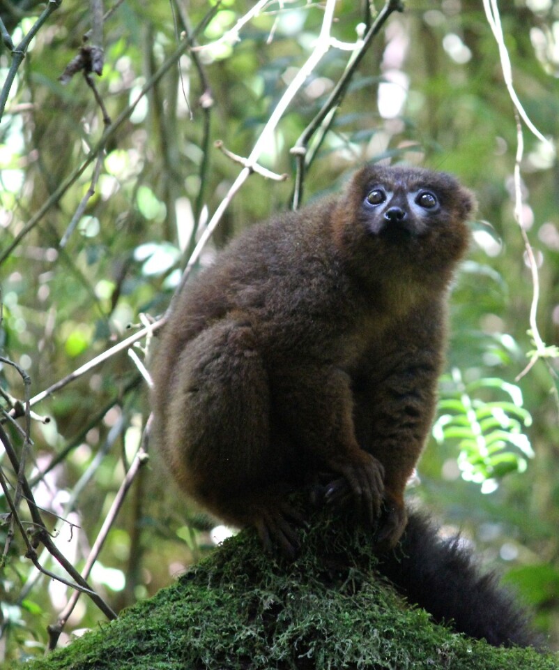 The lemur situation in Madagascar is nothing short of a crisis