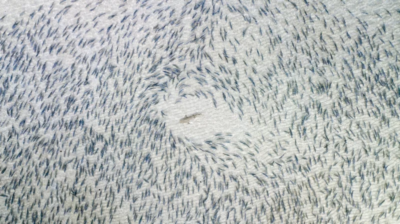 Blacktip Shark: Winner in the Wildlife category