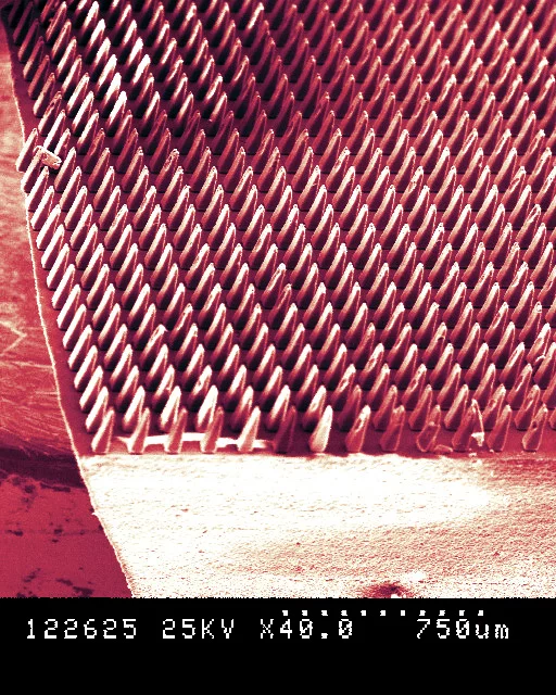 A new soft robotic gripper has a coating inspired by the adhesive properties of the gecko, which uses millions of microscopic hairs on their feet and legs to bind to surfaces at a molecular level