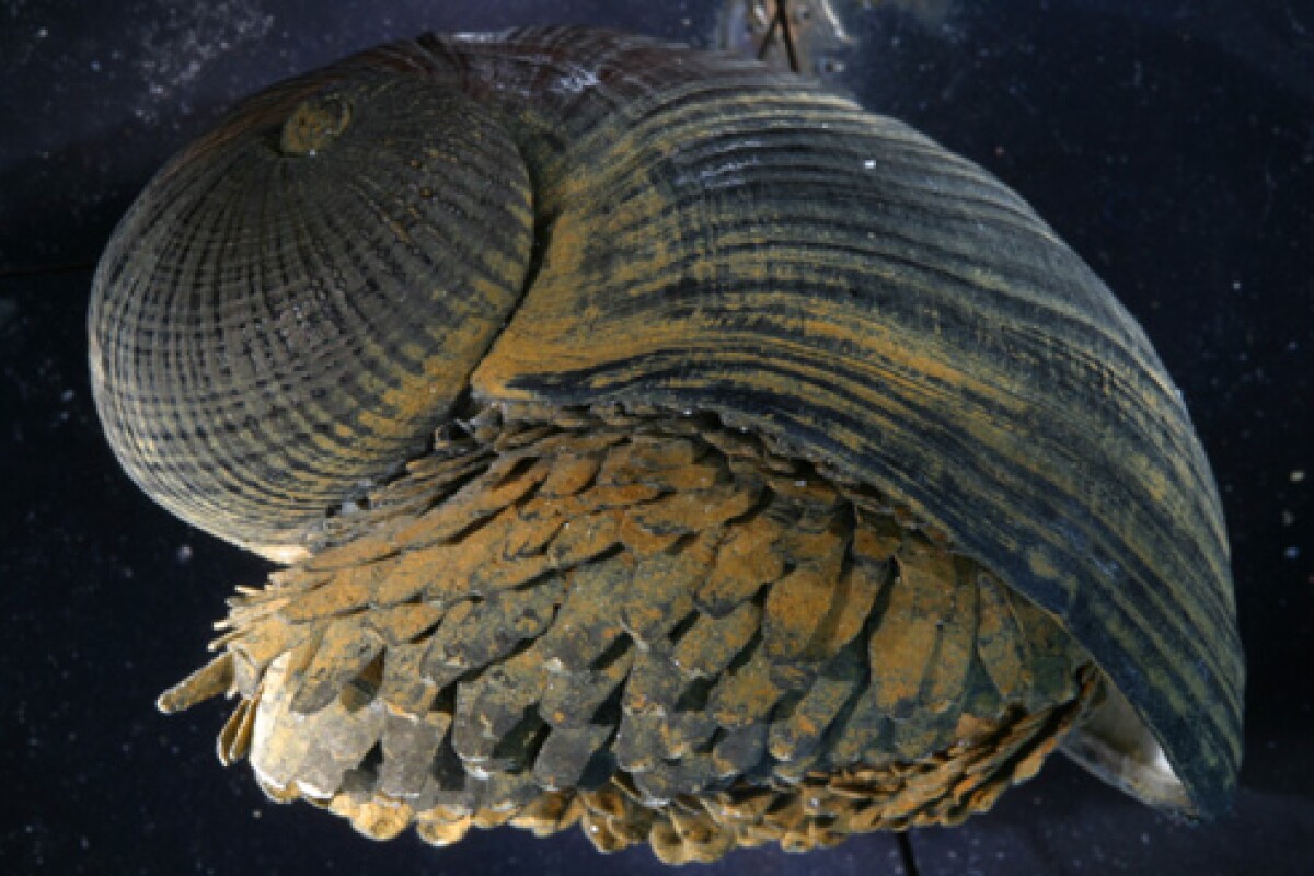 Super-shell has a unique three-layer structure dissipating energy that would cause weaker shells to fracture (Photo taken by Dr. Anders Waren, Swedish Museum of Natural History, Stockholm, Sweden)