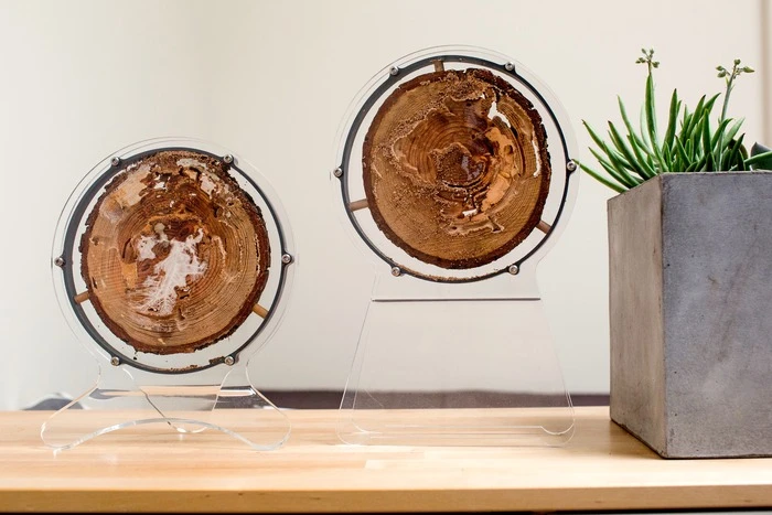 Termitat is an educational sealed termite habitat