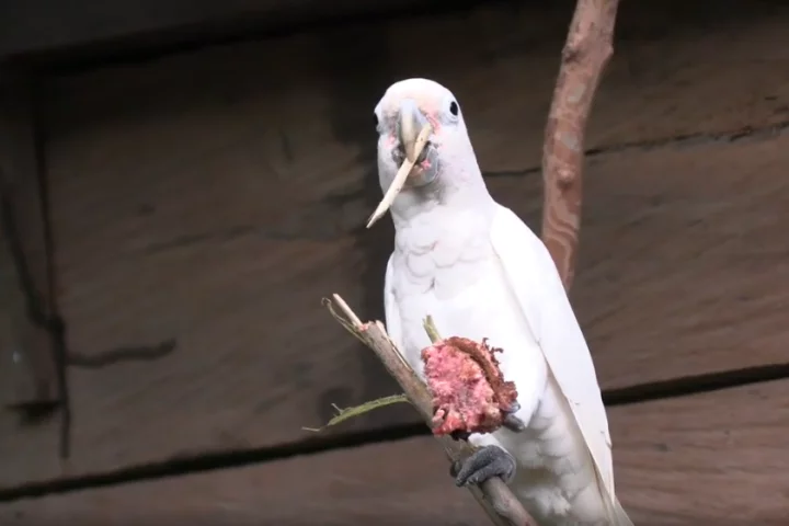 A Goffin's cockatoo crafting one of three tools to help it crack into fruit