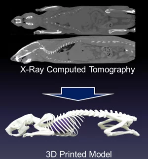 The CT scan data and the finished model