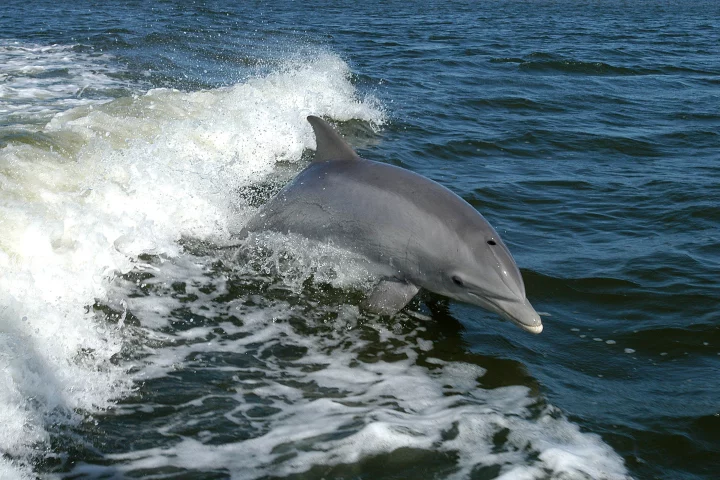 Dolphins were the inspiration for a new type of sonar called twin inverted pulse sonar (TWIPS)