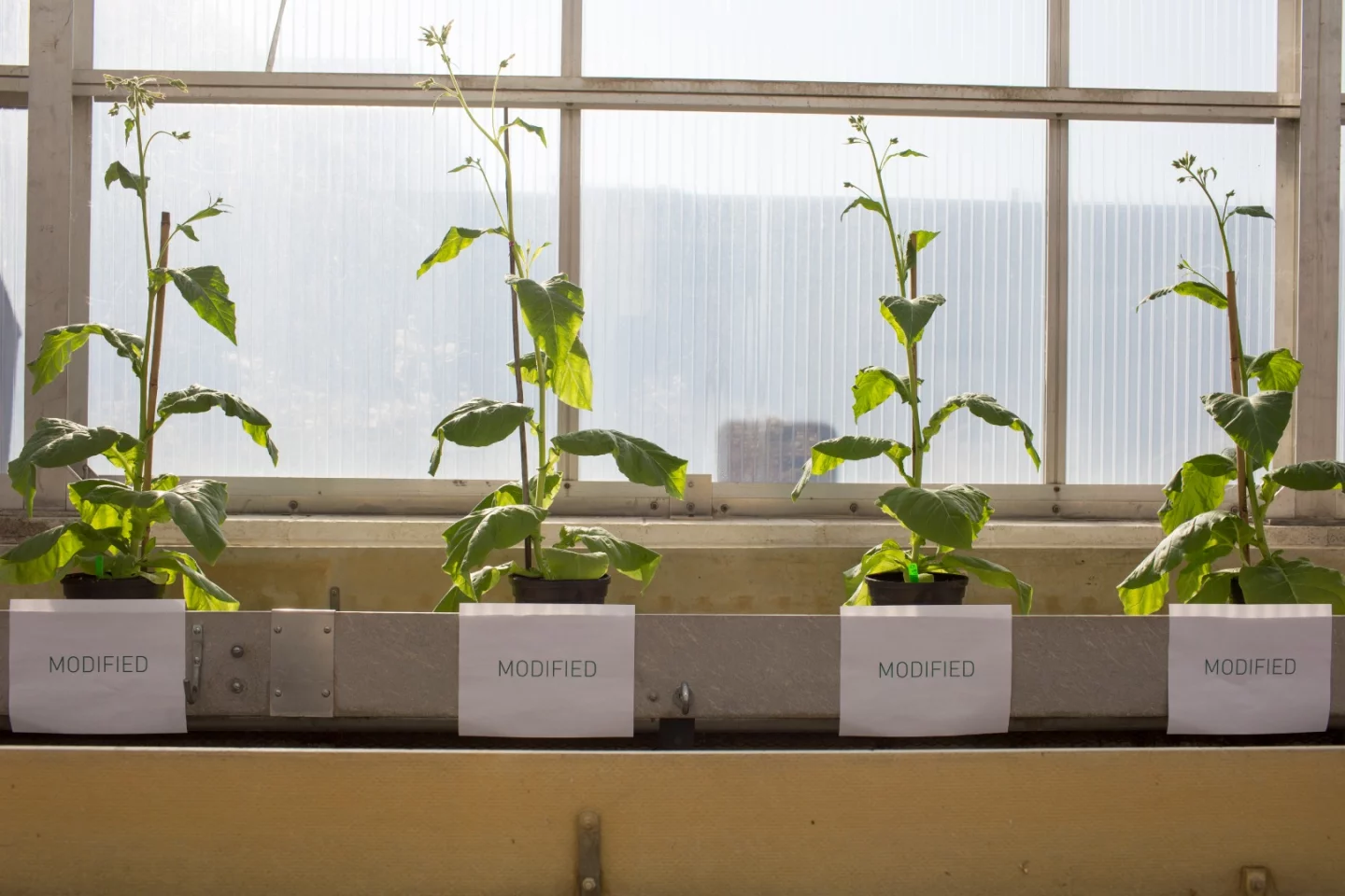 The modified crops versus the unmodified crops