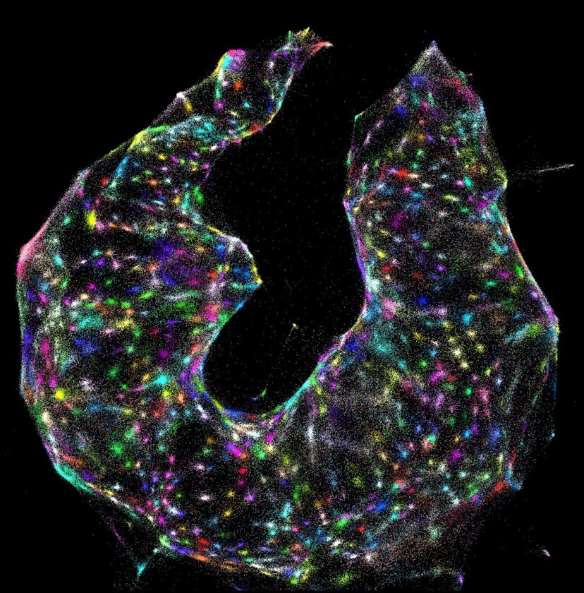 Using DNA microscopy, scientists can identify different cells (colored dots) within a sample – with no prior knowledge of what the sample looks like