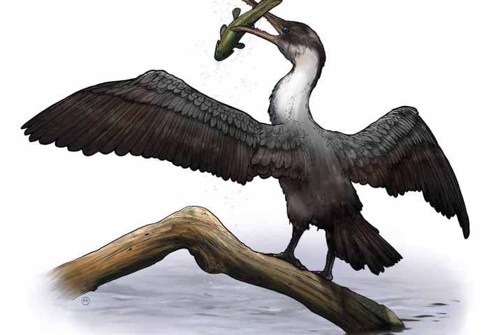 The fossilized remains of Tingmiatornis arctica date from the Turonian age of the Cretaceous period about 93.9 to 89.8 million years ago