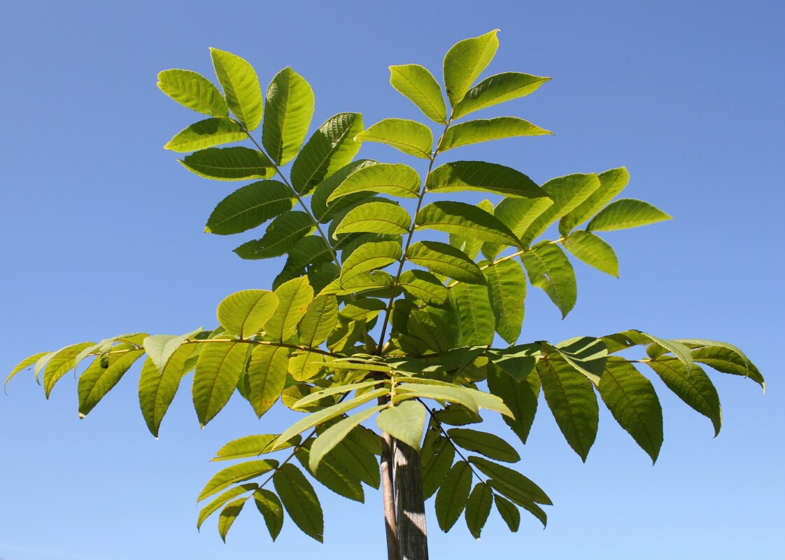 Green herbicide may reside in the leaves of walnut trees