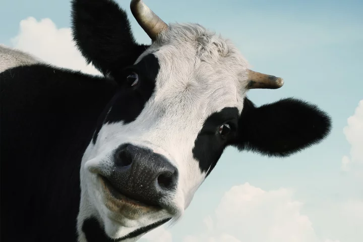 Cow face on up close