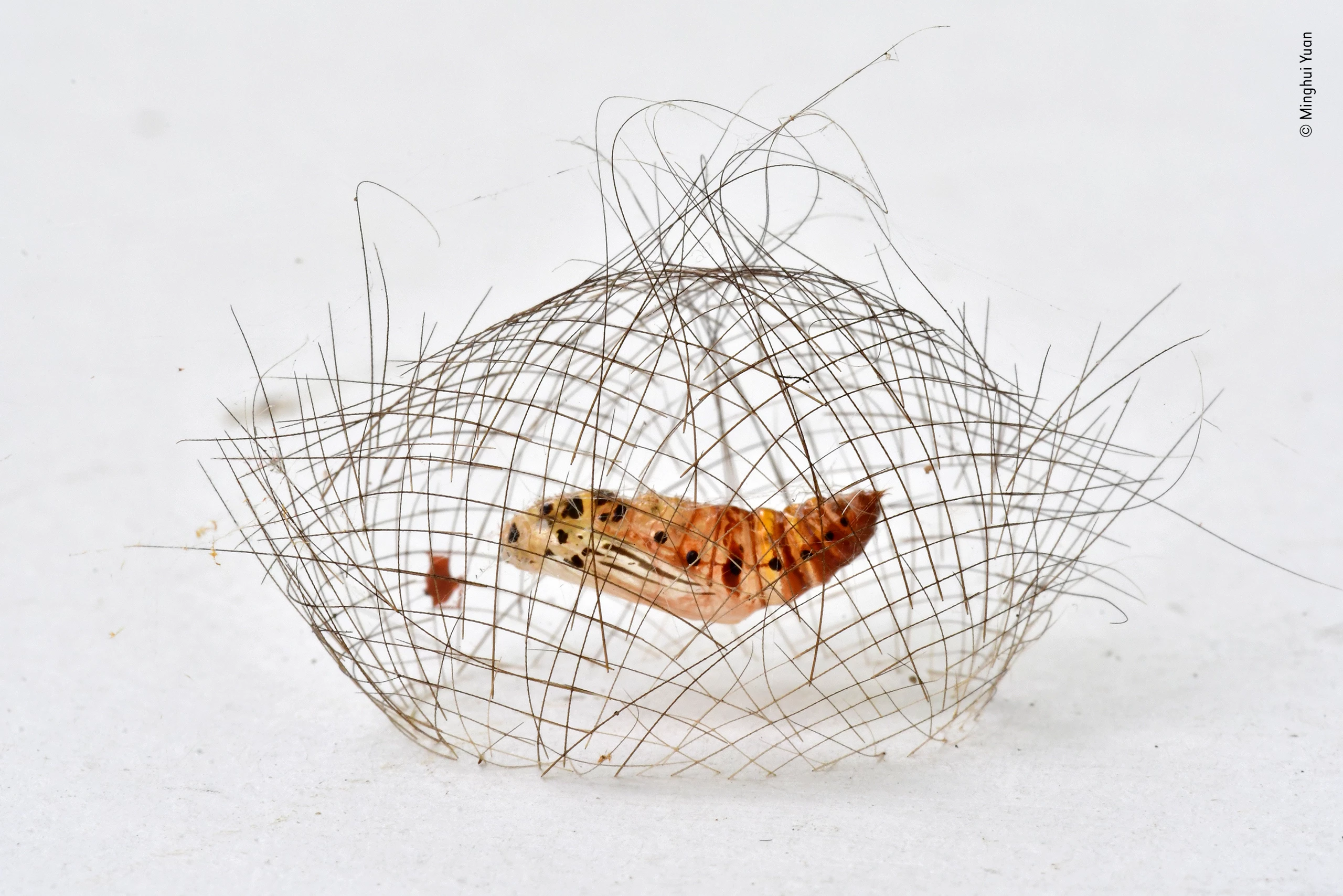 "The hair-net cocoon" by Minghui Yuan, China. Highly Commended 2019, Behaviour: Invertebrates. Standing side-on to the wall of the WC, his face and camera pressed against it, Minghui focused on the remarkable cocoon of a Cyna moth pupa. A more typical location would be a tree trunk or rock, as in the rainforest of Xishuangbanna, southwest China, where he had just been filming. But this caterpillar had chosen a wall. It had used its long, hair-like setae to weave the delicate cocoon cage, held with silk and just 4 centimetres (11/2 inches) long, inside which it would pupate. The cage must provide protection against some predators but probably not against the wasps that parasitize it. Once in its cage, the caterpillar spits out silk, spinning almost invisible threads to suspend itself, head first from the cage while it turns into a pupa. The cage has an aperture at either end, through which the caterpillar expels its outer layer after its final moult and then – once it has reorganized its body – emerges from the top as a beautiful white moth, decorated in red and black.