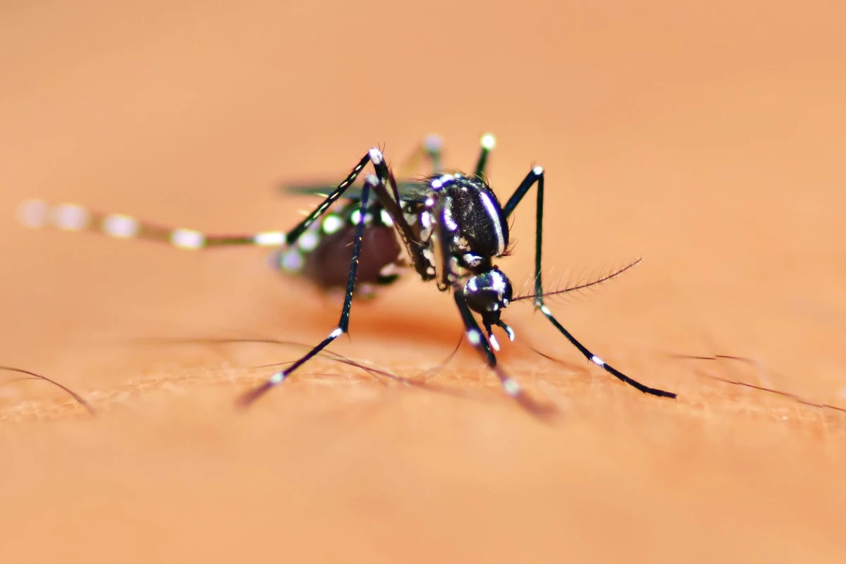 Researchers have developed a new treatment for a potentially deadly mosquito-borne disease