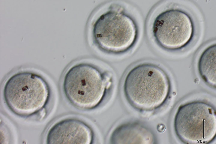 Spanish scientists have attached silicon barcode labels to embryos and oocytes