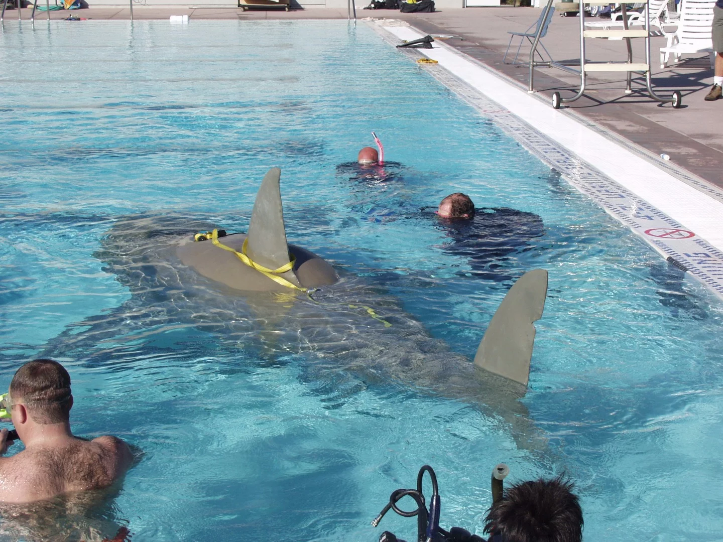 Not what you'd normally hope to see in your local swimming pool