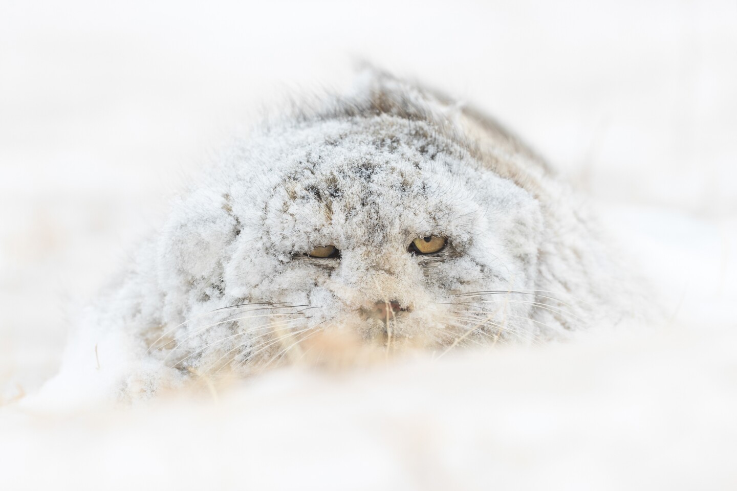 Wildlife shines bright in the 2021 Nature TTL Photographer of the Year