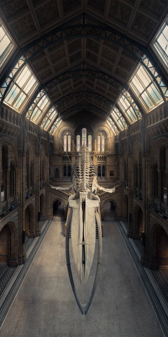 Amateur Winner, Built Environment / Architecture. Highest scoring vertical image. The Blue Whale, Natural History Museum, London, United Kingdom