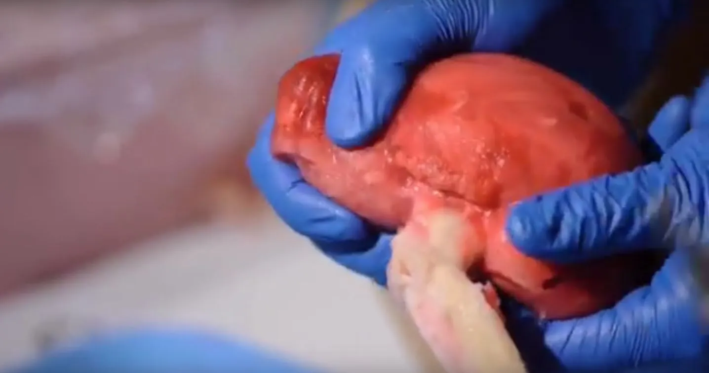 The model organs are designed to look, feel, and bleed like the real thing