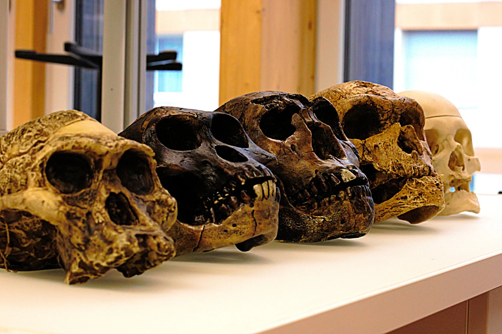 New research suggests humans and Neanderthals split off from their last common ancestor earlier than we previously thought