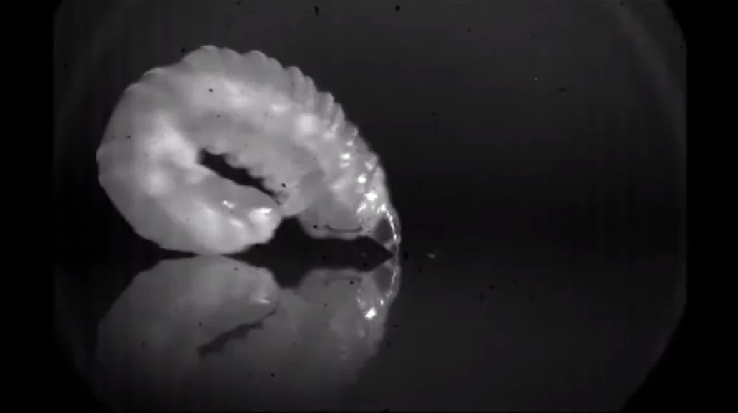 Larva of the goldenrod gall midge prepares to leap through the air by forming a ring shape