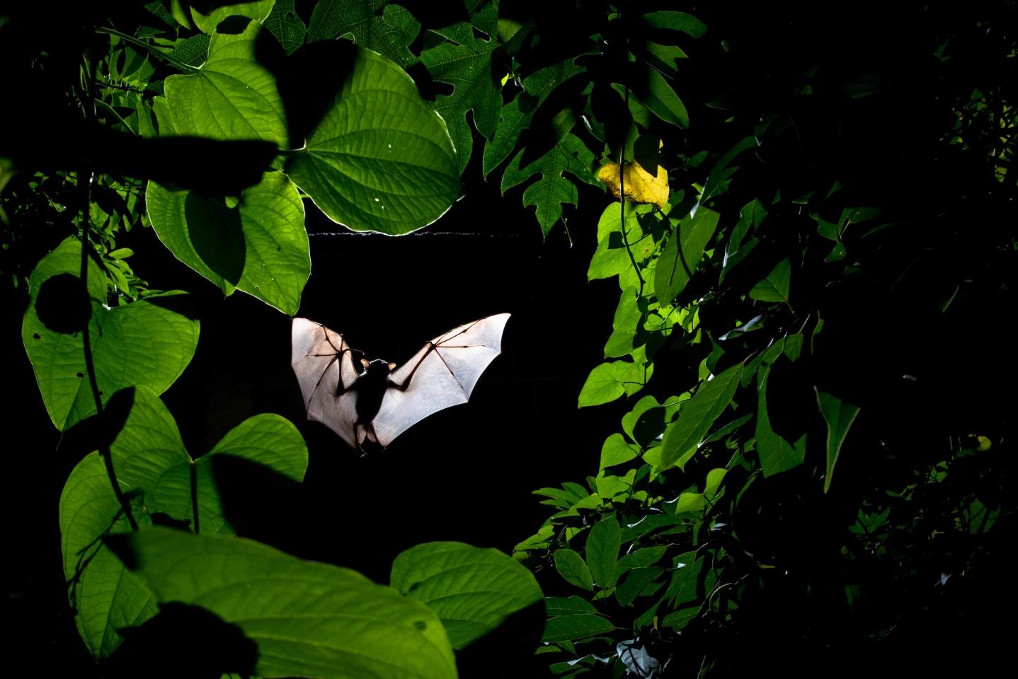 Winged Life Winner. Frame Within a Frame. Indian fruit bats feed on a much wider range of flowers and fruits—from small eucalyptus flowers to large mangos and guavas