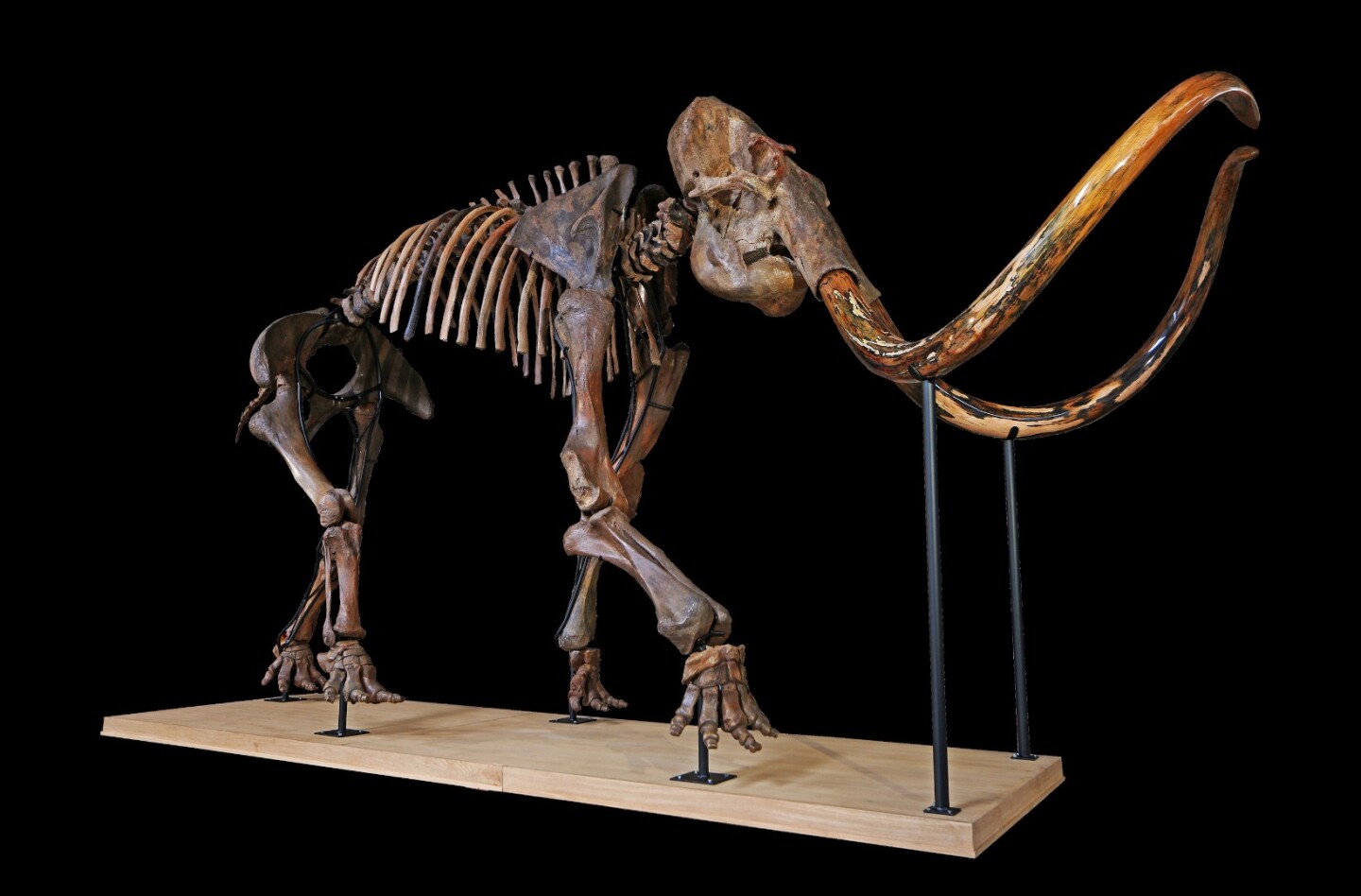 In December 2017 Aguttes sold the largest Wooly Mammoth skeleton ever to go to auction