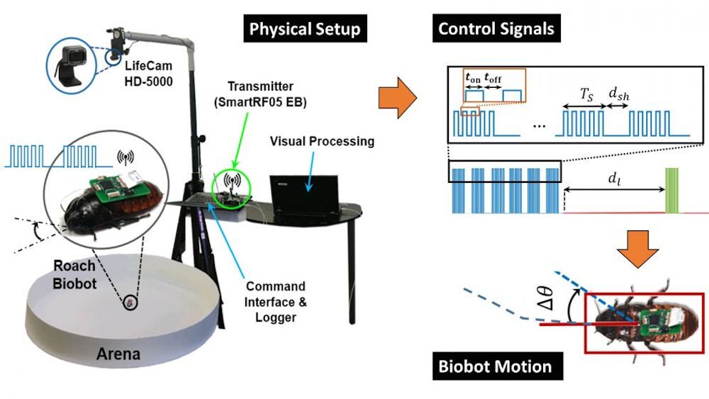 The researchers tested the biobots' ability to explore an unknown environment by placing them in a circular arena, and sending some of them random instructions, while others were allowed to wander around at will