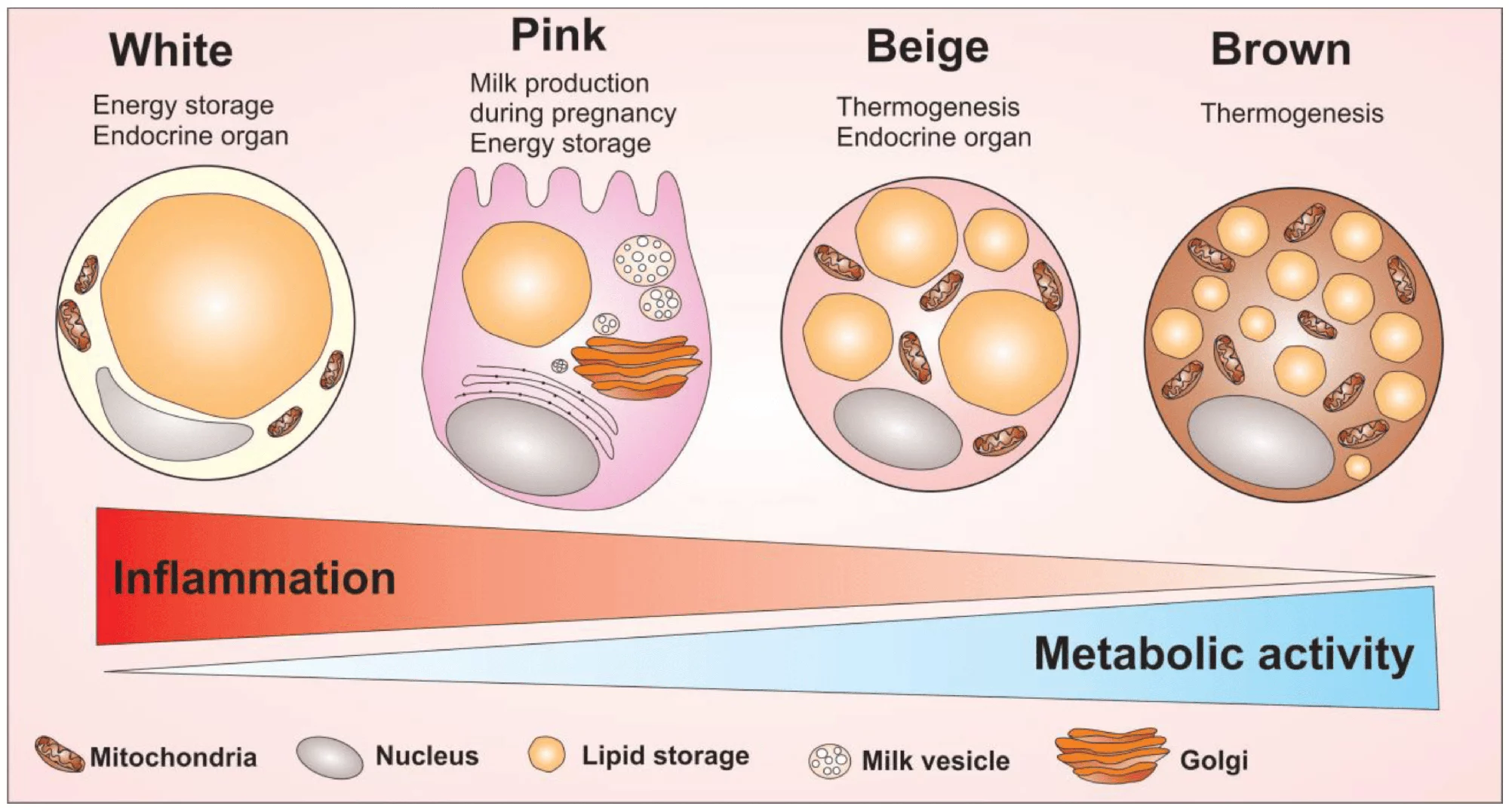 Different kinds of fat cells (adipocytes) and their activities