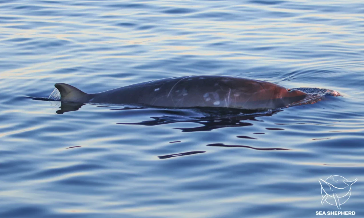 Around 100 miles (160 km) north of the San Benito Islands in Mexico, scientists saw unidentified beaked whales break through the surface of the water