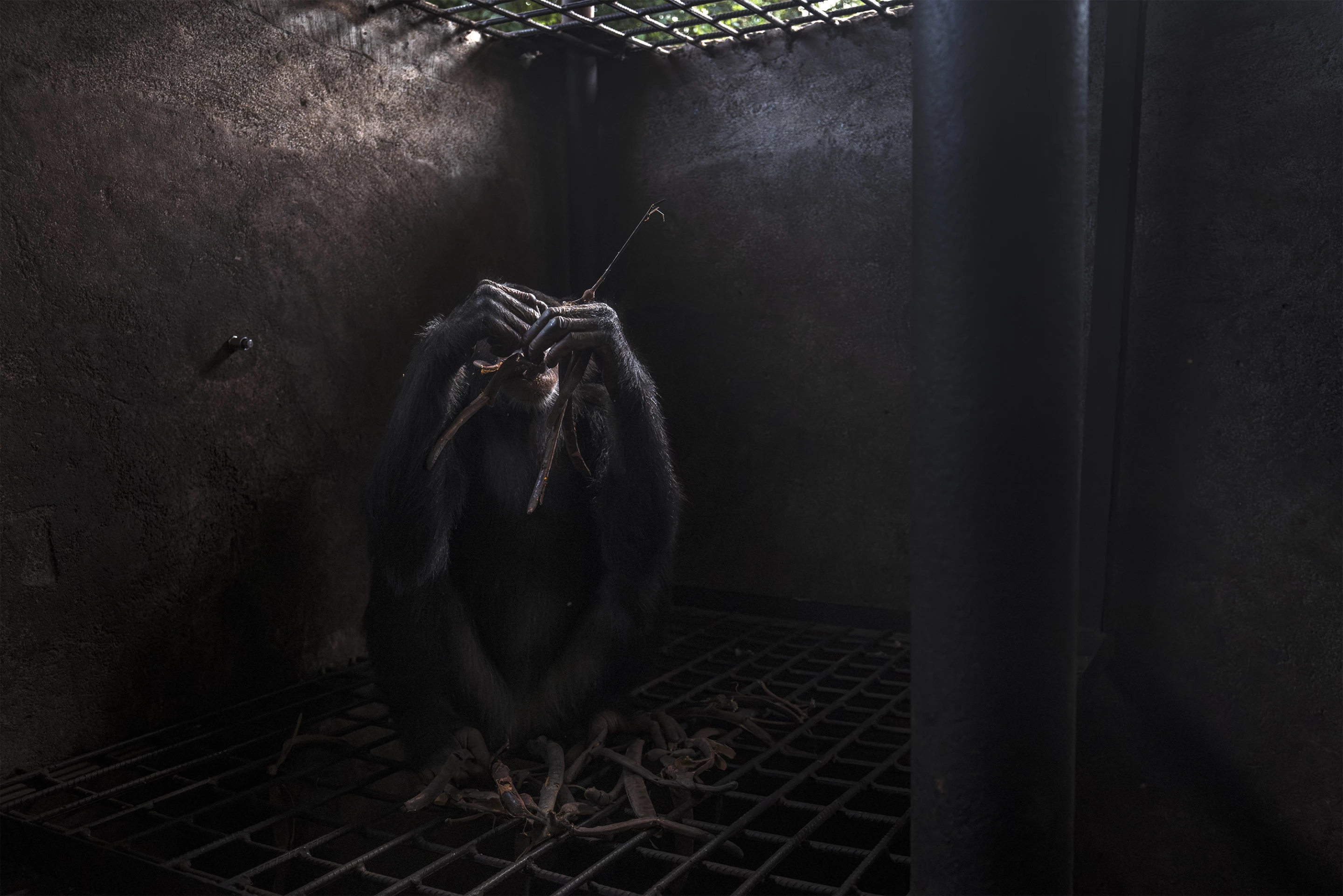 Dragons and nature battles: The 2024 Capturing Ecology photography awards