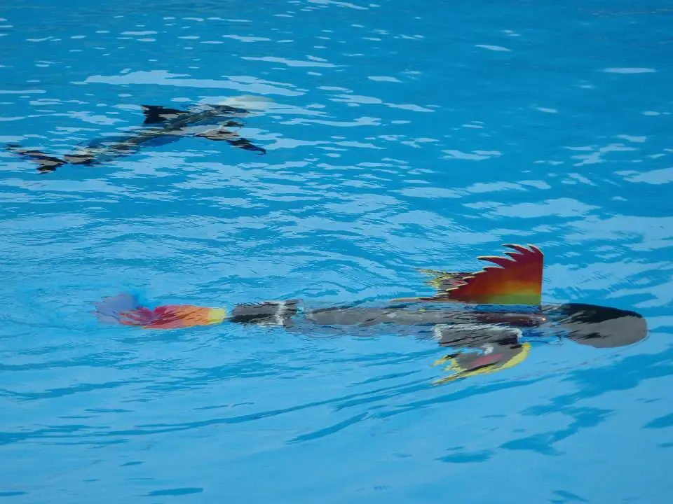 Students are encouraged to design their own robot fish with the naro-nanin edutainment program (photo: naro - nautical robots)