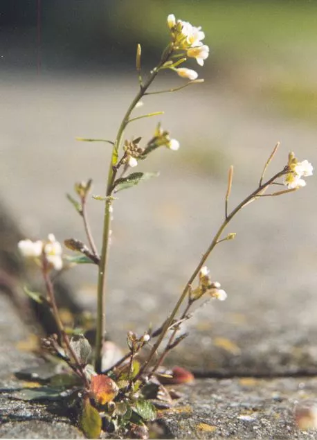 Flowering Arabidopsis thaliana in the wild (Photo: Marco Roepers)