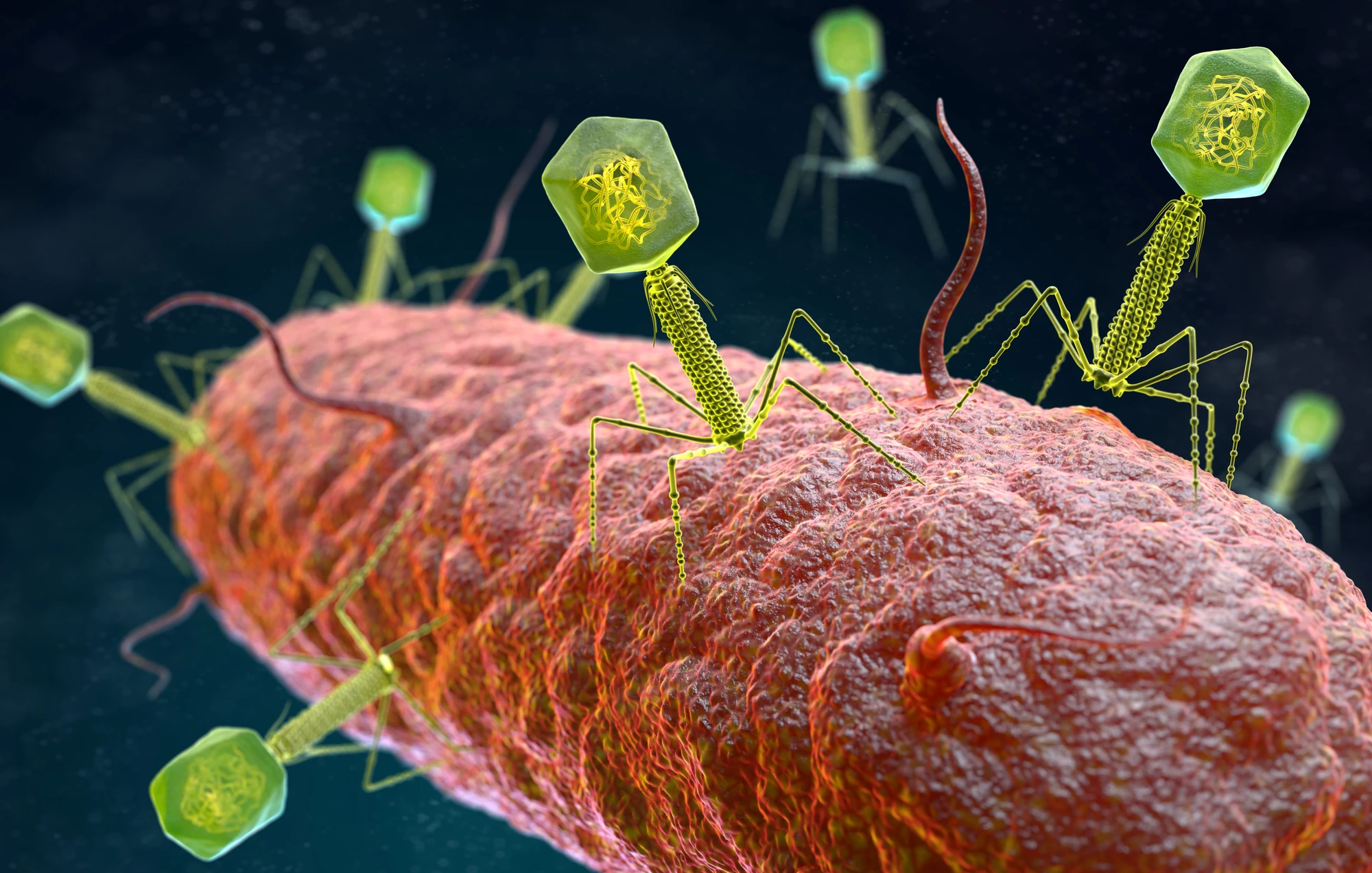 Most of the new viruses discovered in a new study are bacteriophages, a type of virus that attacks and destroys bacteria