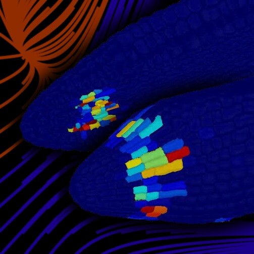 A computer model of the cell groups in a seed that control the decision-making processes of plants
