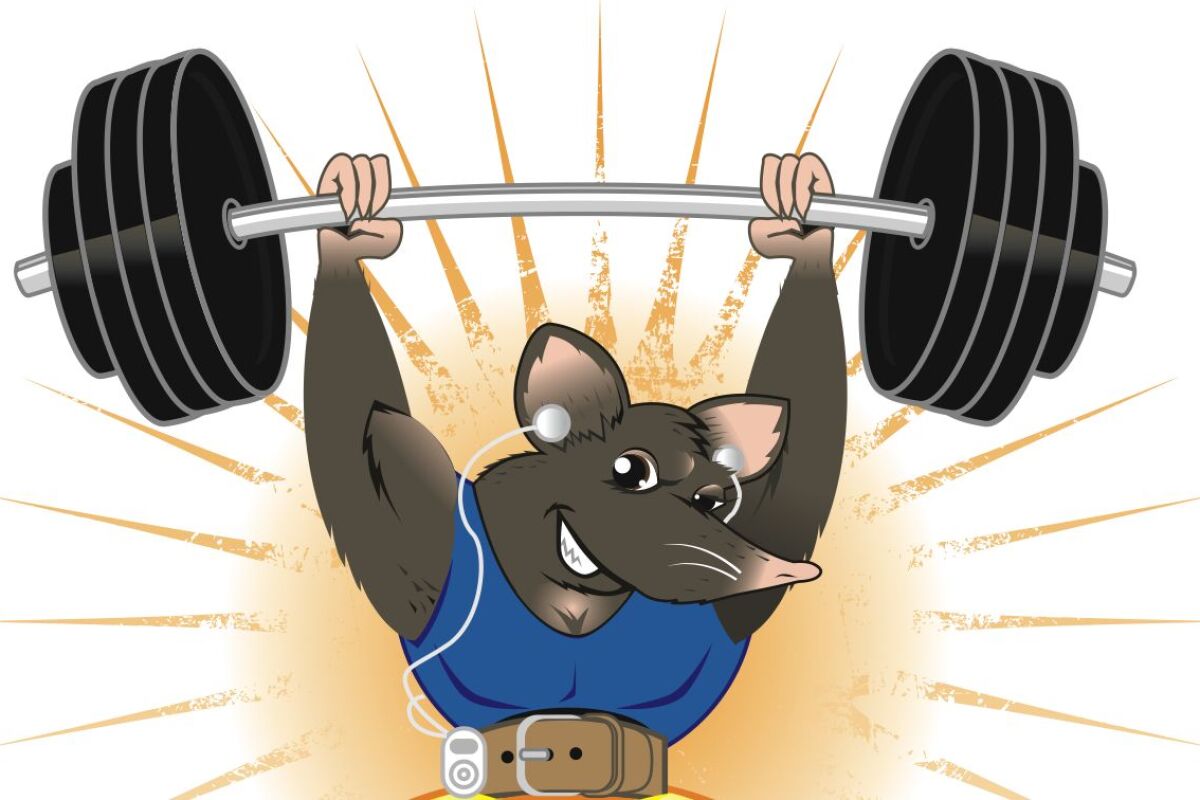 The Scripps Research Institute has developed a drug that duplicates the benefits of exercise – at least for mice (image: Shutterstock)