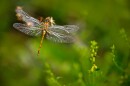Dragonfly brains could serve as models for more efficient missile defenses