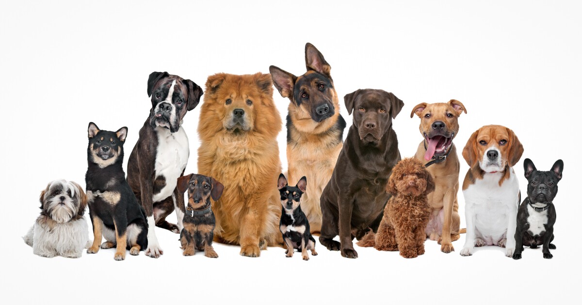 Study links dog behavior to breed, size, and age Study links dog behavior to breed, size, and age