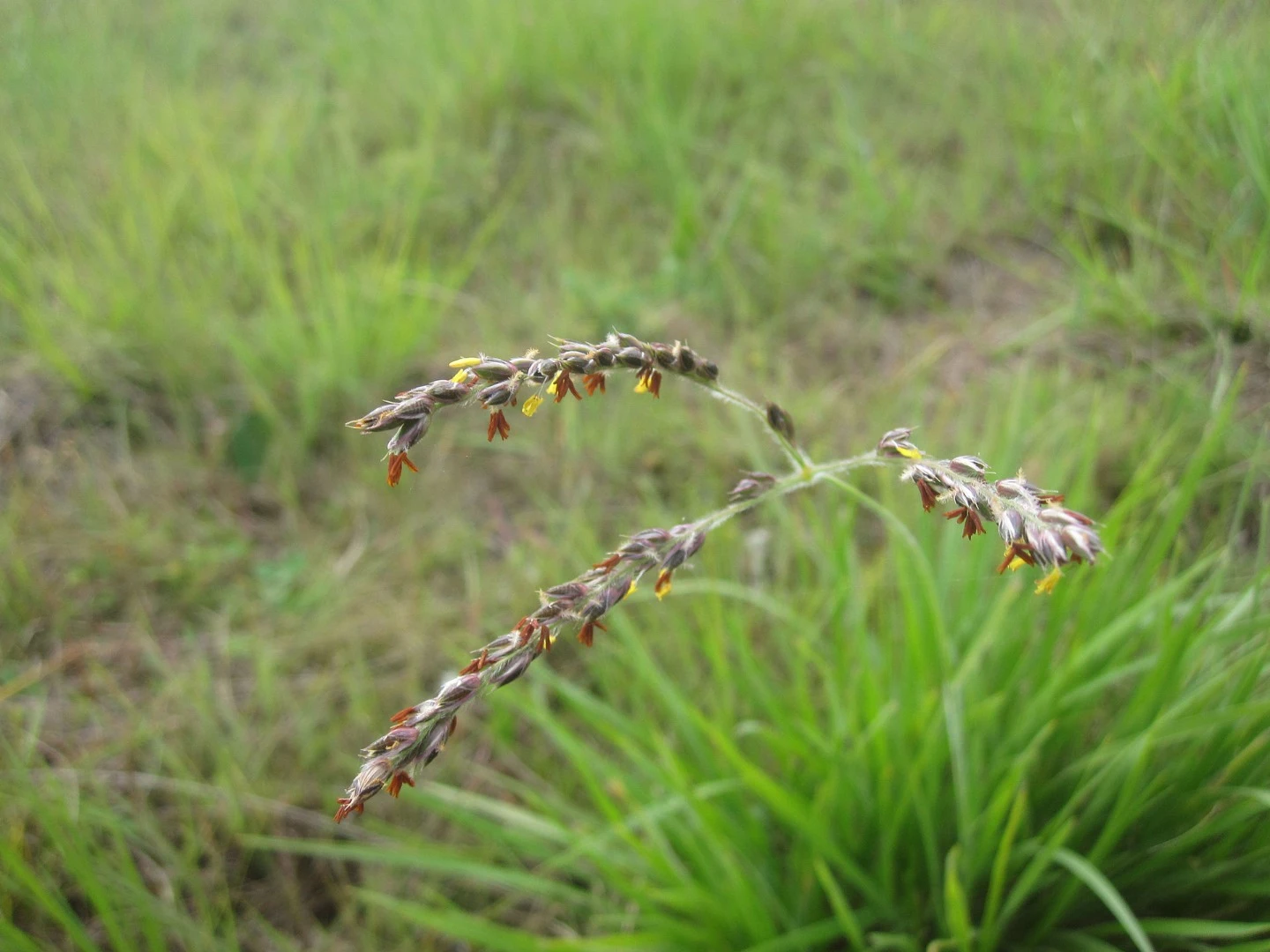 Researchers have found that a species of grass known as Alloteropsis semialata can steal genes from its neighbors to give it an evolutionary advantage