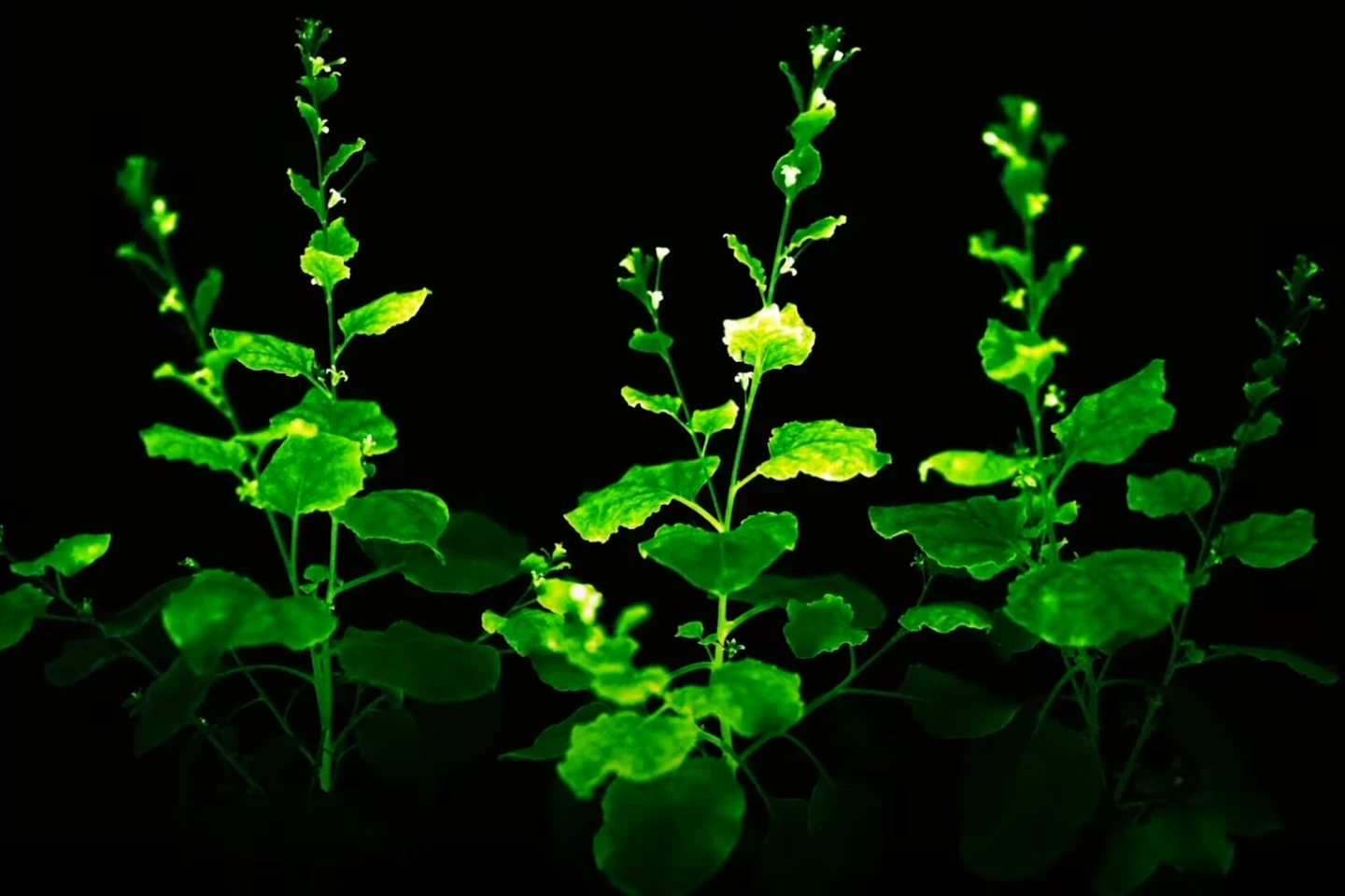 Bioluminescent "firefly petunias" give off an eerie glow in the dark