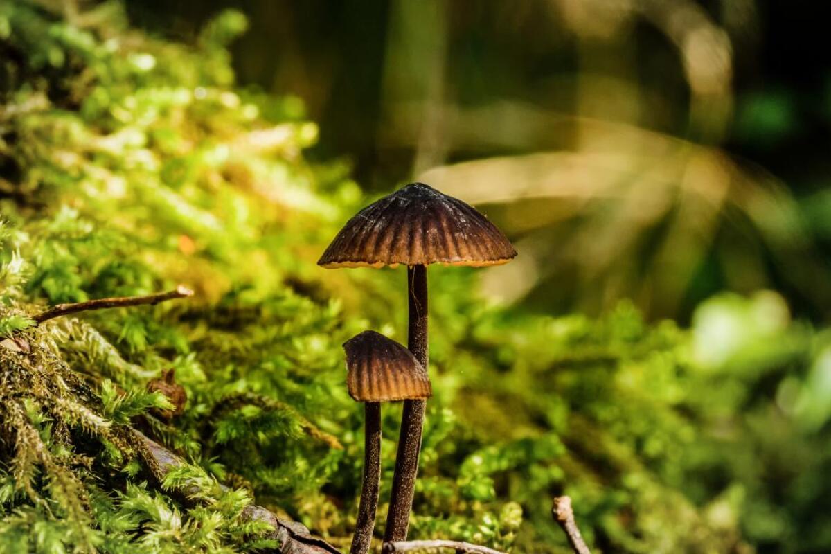 Scientists from DTU Biosustain show that psilocybin, a potential drug for treating depression and other psychological conditions, can be produced in yeast