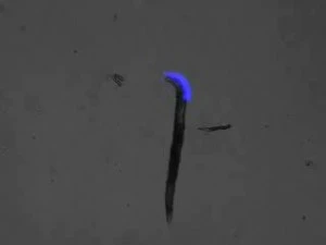 Using optogenetics the Georgia Tech scientists have genetically manipulated the animals allowing them to stimulate and silence specific neurons and muscles using inexpensive LCD projectors