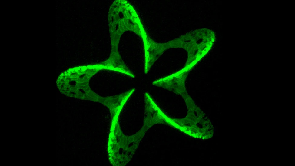 Fluorescent 3D pattern 180 µm wide (Image: Vienna University of Technology)