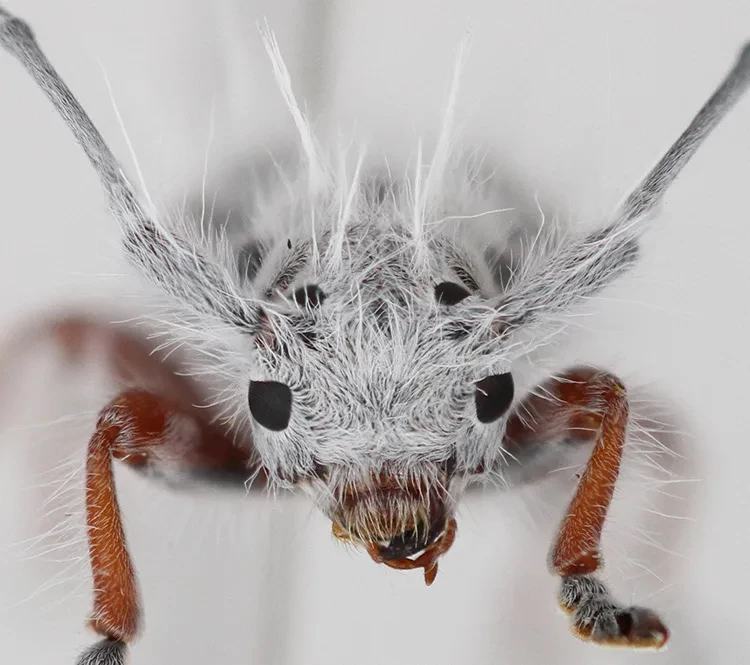 Here's lookin' at you, kid – a front-on view of Excastra albopilosa