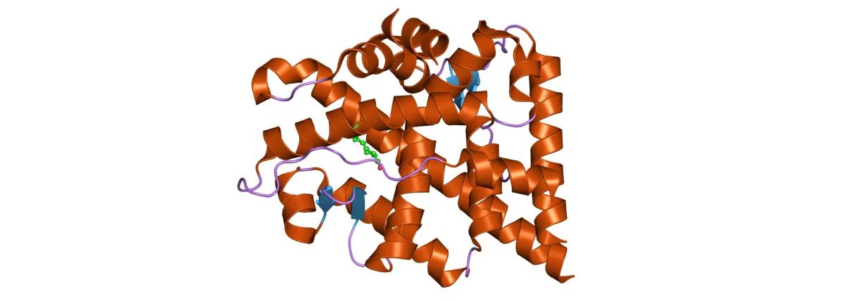 Crystal structure of the human androgen receptor (AR) protein that causes prostate cancer