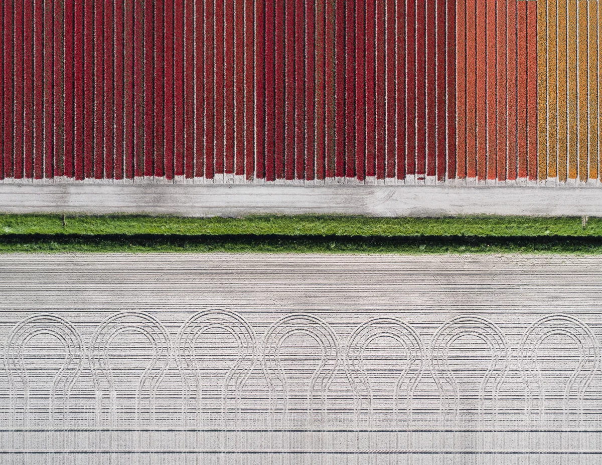 The Tulip Series: Every year Dutch farmers grow two billion tulips. They all bloom for a few weeks in April and May and nearly 1,000 different colors and cultivars are bred