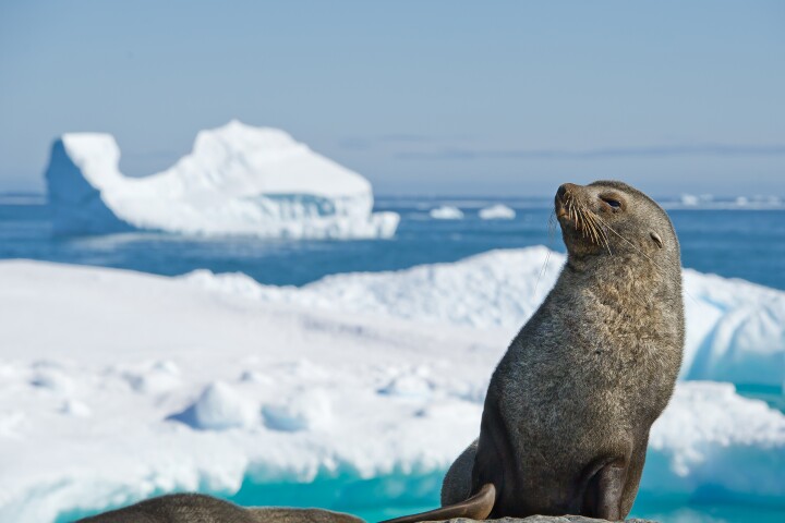 It would be technically possible, and indeed remarkably cheap, to re-freeze the Arctic and Antarctic and halt or reverse sea level rise, suggests new research. But this little guy's not likely to enjoy it