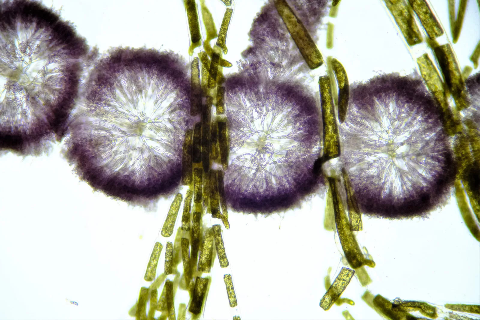 Image of Distinction: Batrachospermum sp. (red algae) and Cladophora glomerata (green algae)