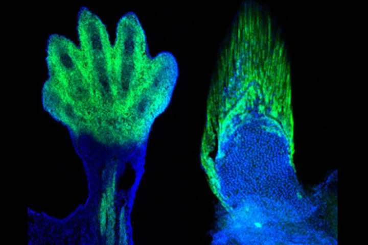 Research has shown that the wrists and fingers of tetrapods like the mouse at left are "the cellular and genetic equivalents" of the fin rays in fish