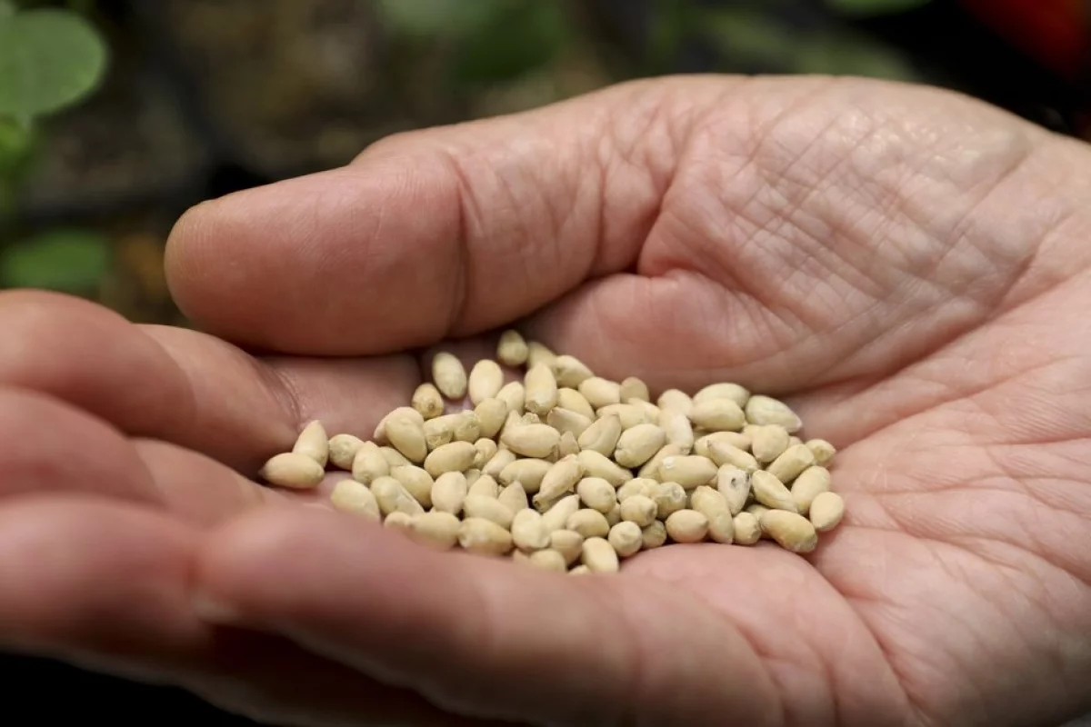 A handful of the TAM66274 seeds – safe for human consumption