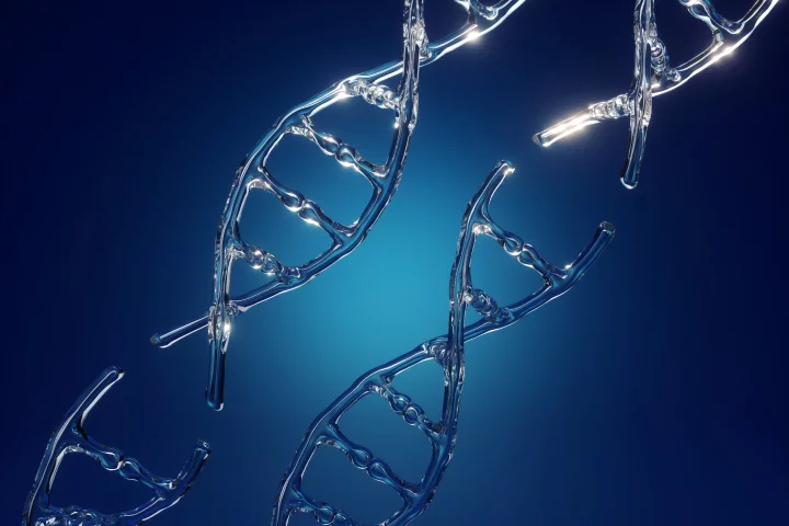 Researchers at Duke University have used CRISPR-Cas9 gene editing to silence genes in adult mice, instead of editing them