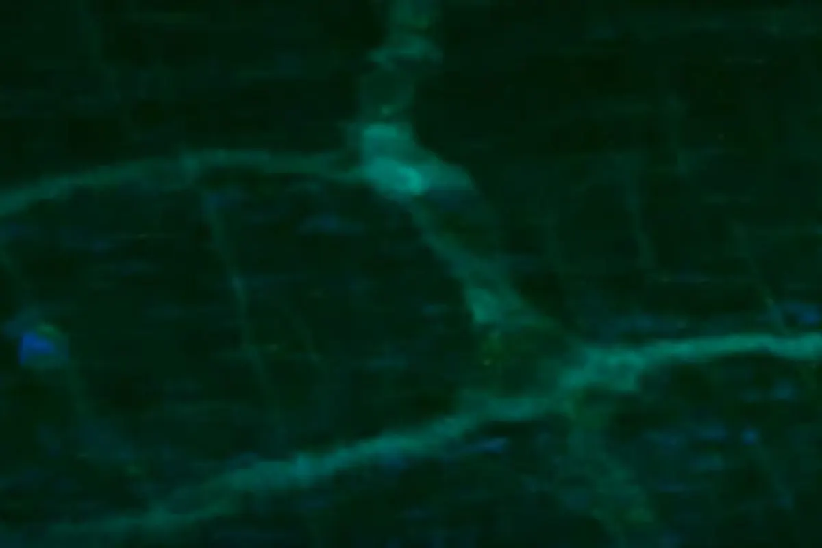 A glimpse of a mouse's gut nervous system glowing green through the observation window